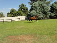 StarlightStables