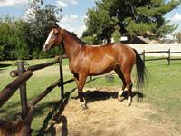 StarlightStables
