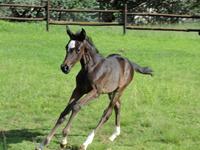 StarlightStables