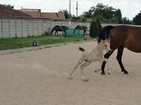StarlightStables