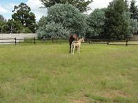 StarlightStables
