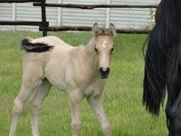 StarlightStables