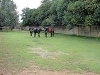 StarlightStables