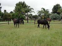 StarlightStables