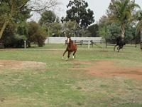 StarlightStables