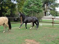 StarlightStables