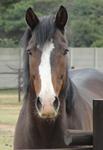StarlightStables
